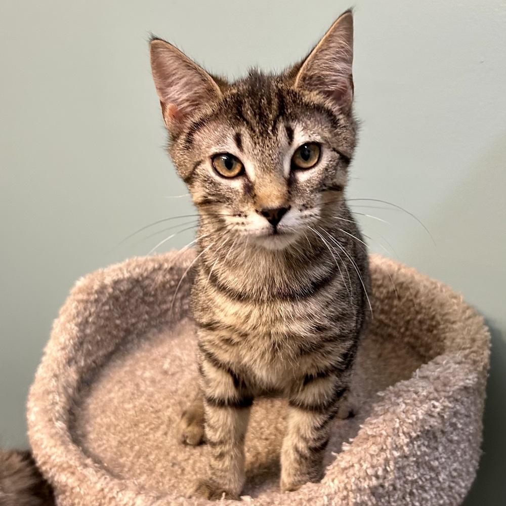 Tinsel, Adoptable, Kitten Male Domestic Short Hair.