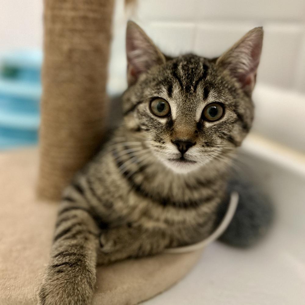 Enlarge Tinsel, a Adoptable Domestic Short Hair in Stafford, VA image 3/4