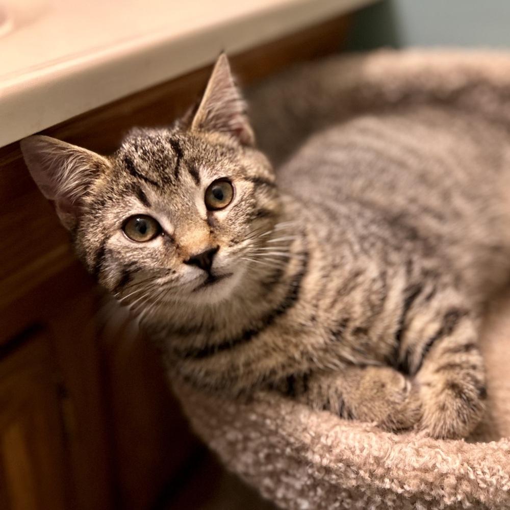 Enlarge Tinsel, a Adoptable Domestic Short Hair in Stafford, VA image 4/4