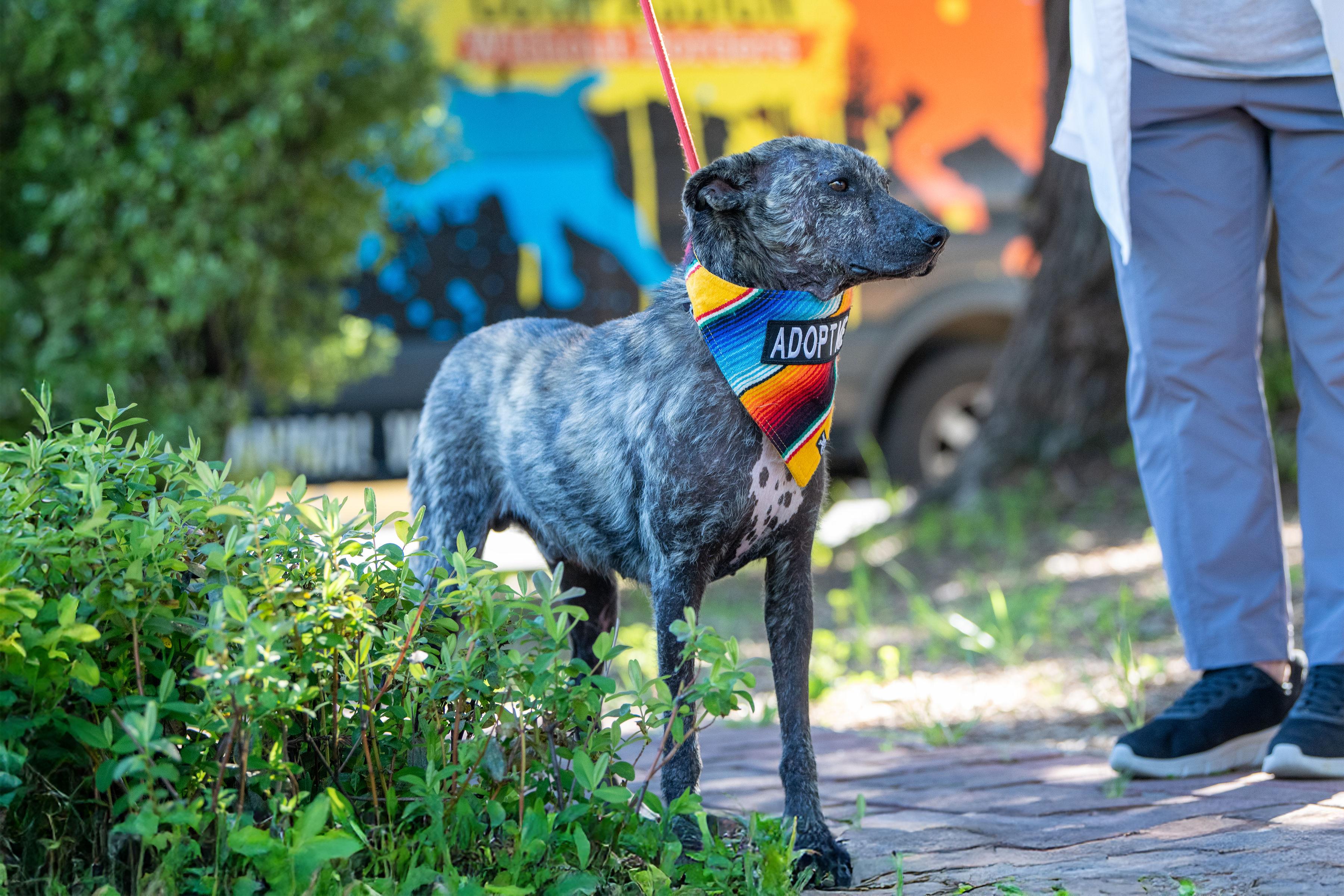Enlarge Beto, a ADOPTABLE mixed breed in Santa Rosa, CA image 2/5