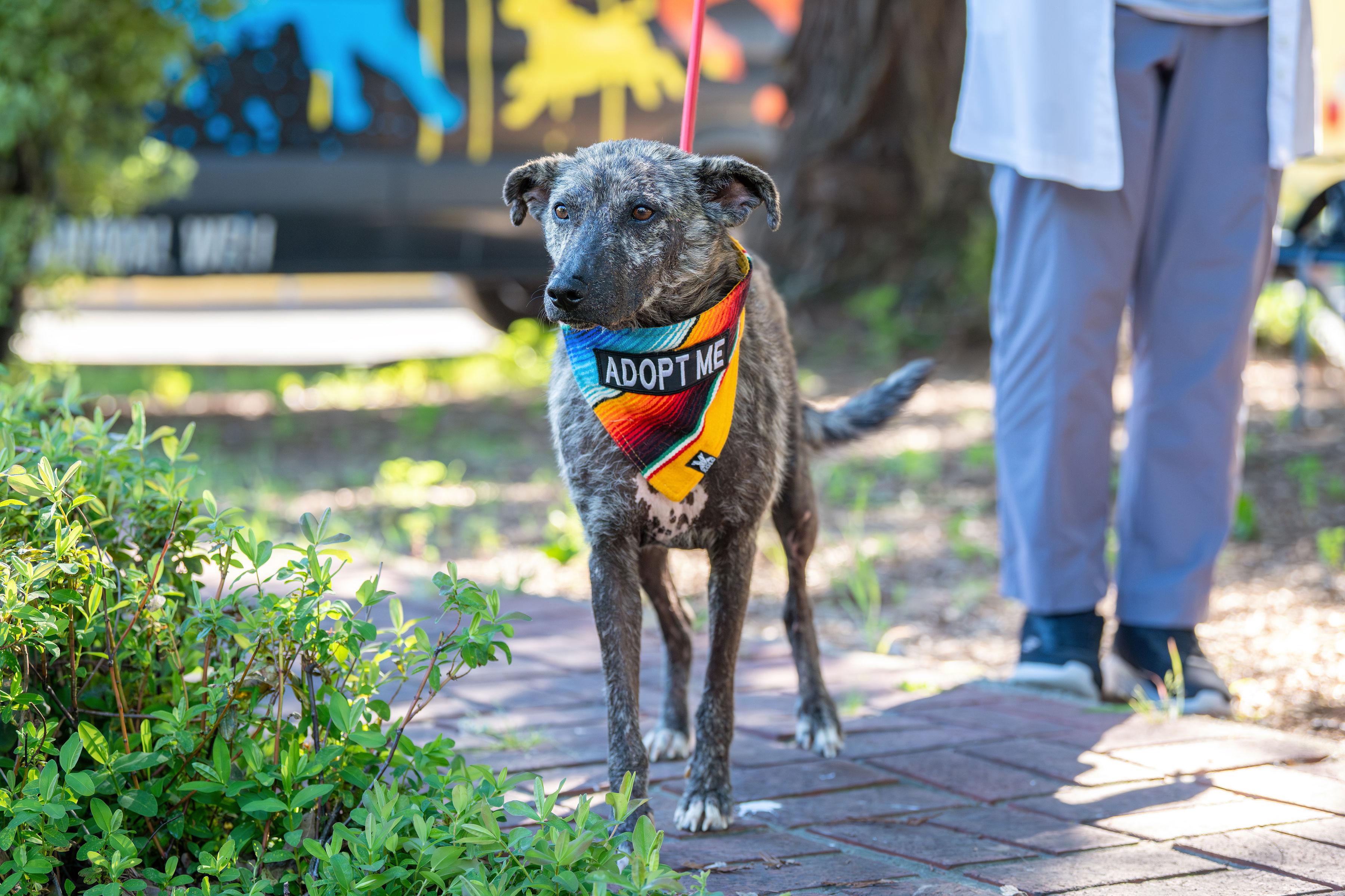 Enlarge Beto, a ADOPTABLE mixed breed in Santa Rosa, CA image 4/5