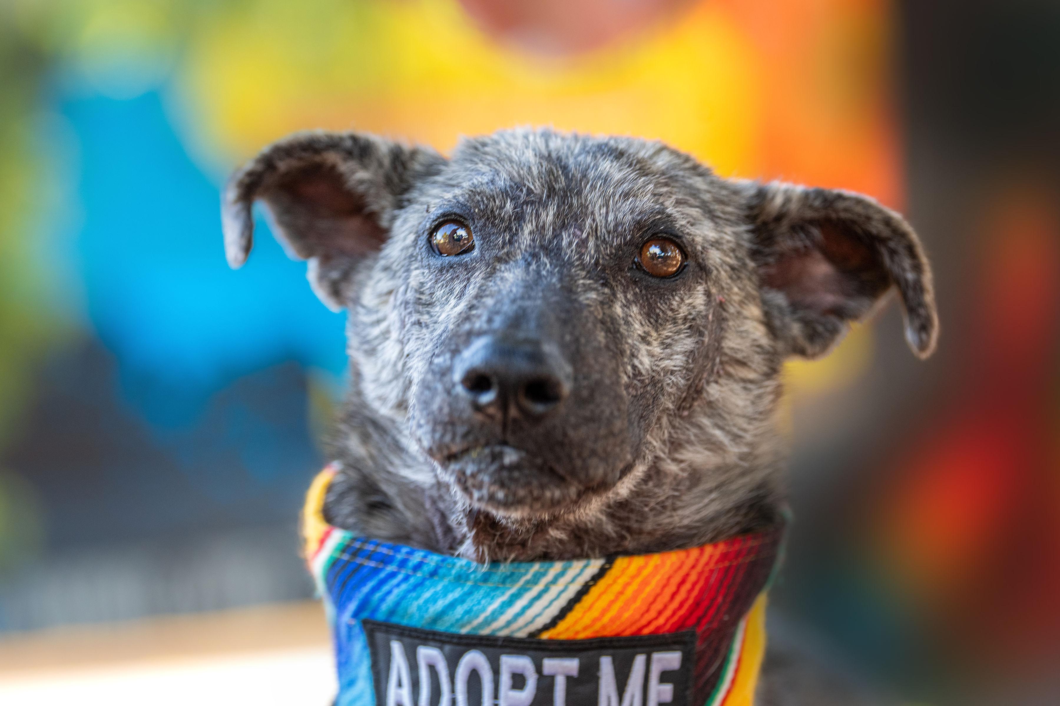 Enlarge Beto, a ADOPTABLE mixed breed in Santa Rosa, CA image 3/5