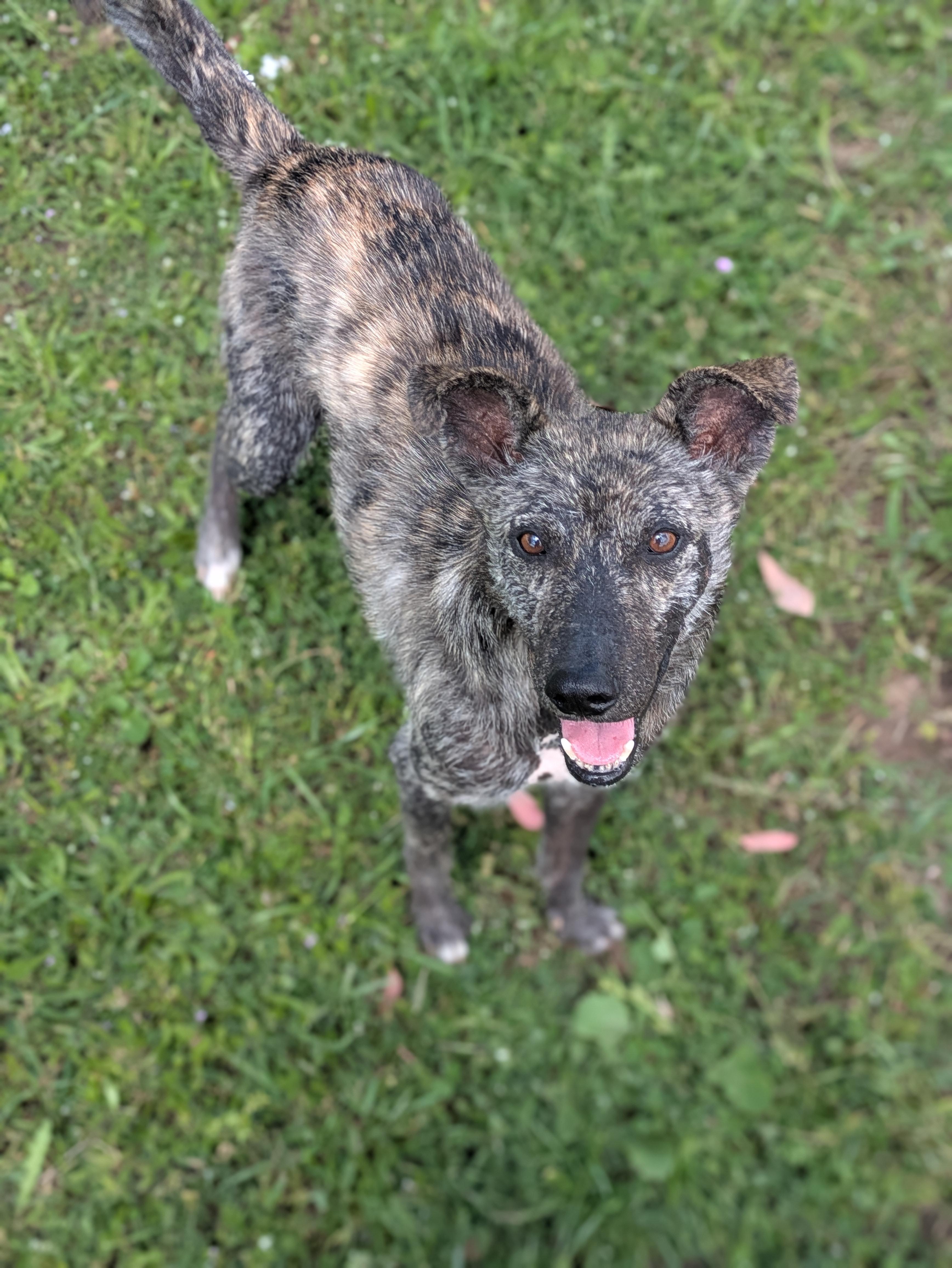Beto, ADOPTABLE, Adult Male Terrier & American Bully.