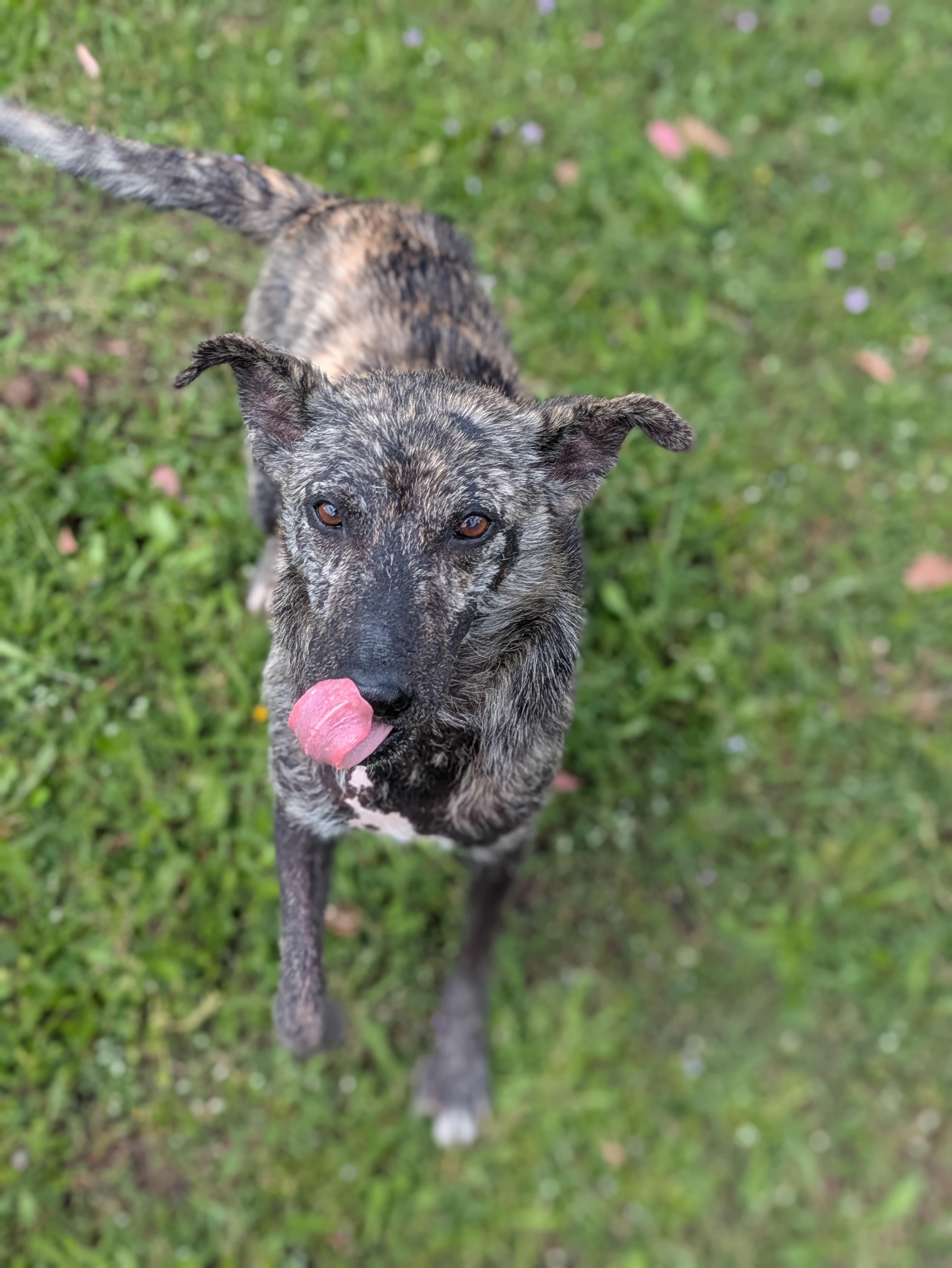 Beto, a ADOPTABLE mixed breed in Santa Rosa, CA image 5/6