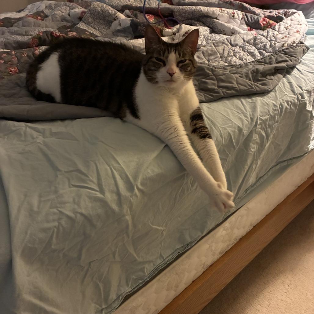 Enlarge Tuna, a Adoptable Domestic Short Hair in Gainesville, FL image 2/6