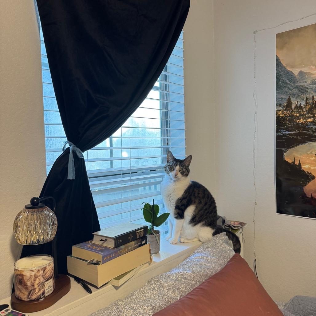 Enlarge Tuna, a Adoptable Domestic Short Hair in Gainesville, FL image 3/6