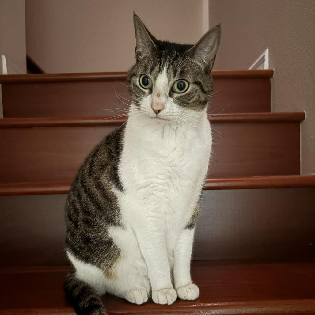 Enlarge Tuna, a Adoptable Domestic Short Hair in Gainesville, FL image 4/6