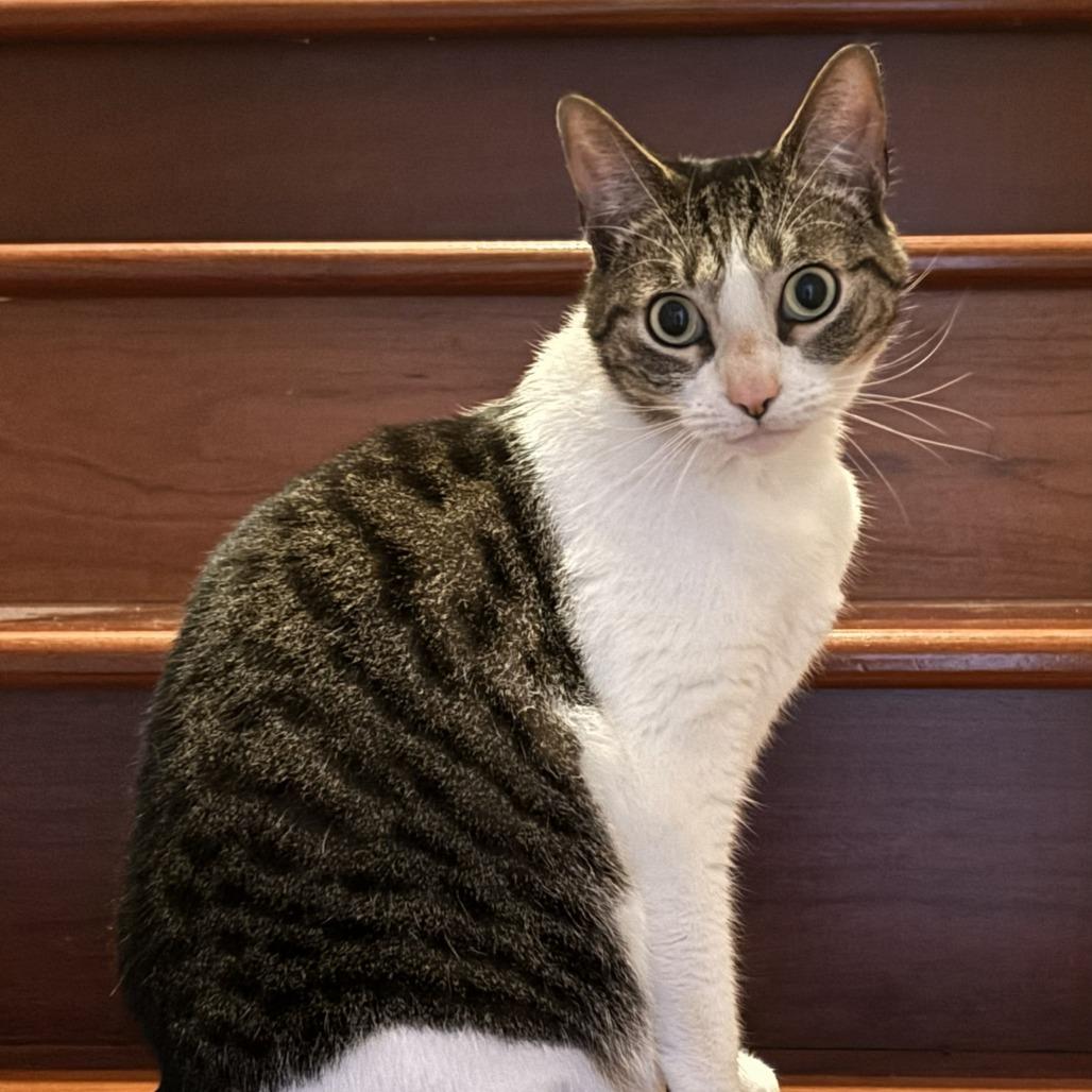 Enlarge Tuna, a Adoptable Domestic Short Hair in Gainesville, FL image 5/6