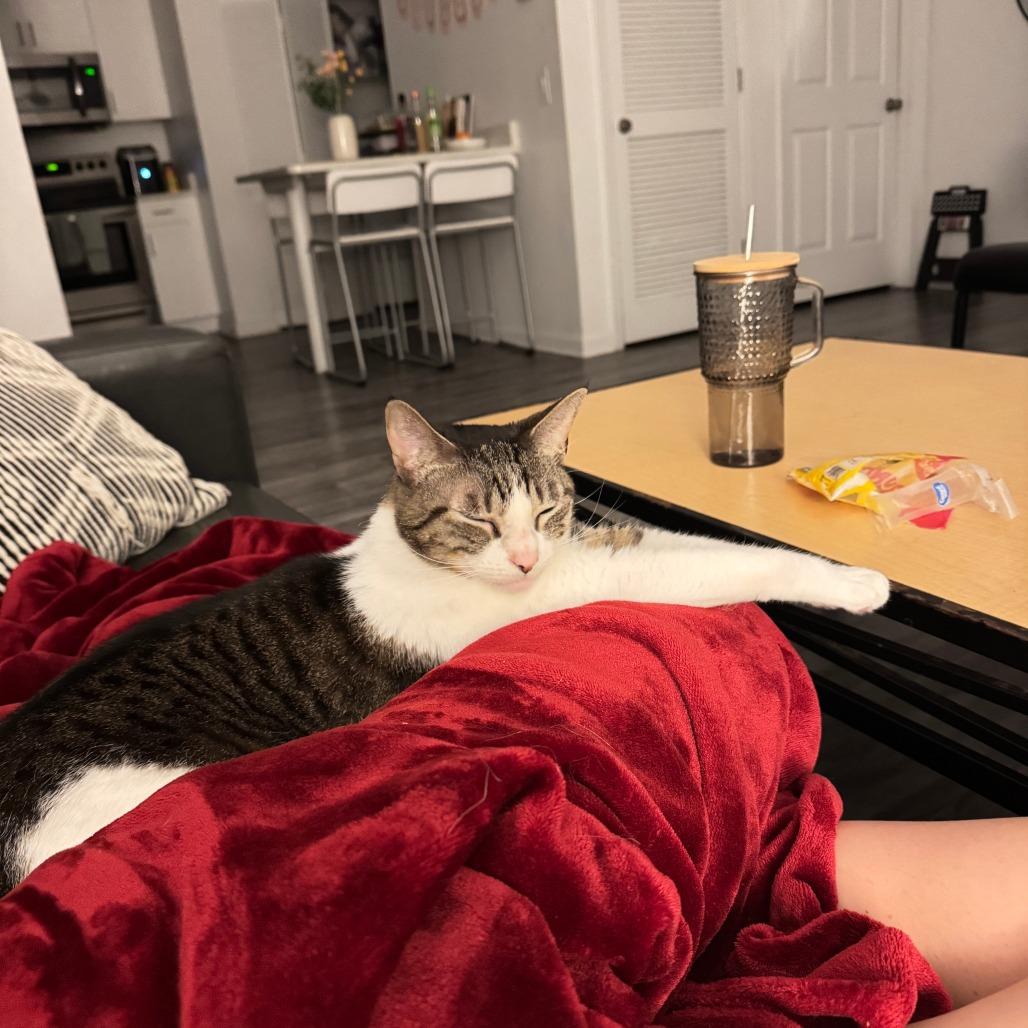Enlarge Tuna, a Adoptable Domestic Short Hair in Gainesville, FL image 6/6