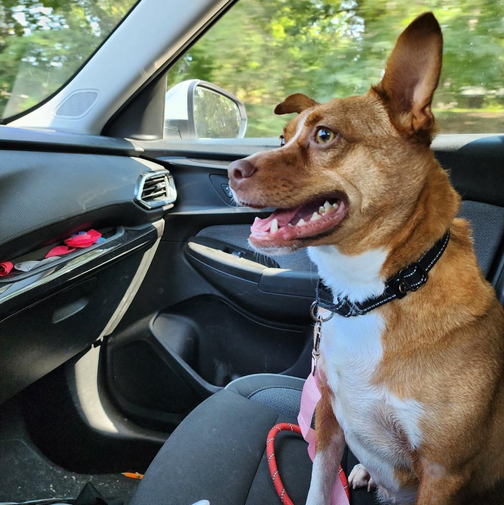 Enlarge Dior, a Adoptable mixed breed in Muskegon, MI image 1/6