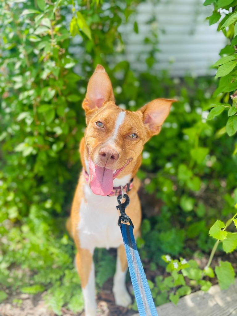 Enlarge Dior, a Adoptable mixed breed in Muskegon, MI image 3/6