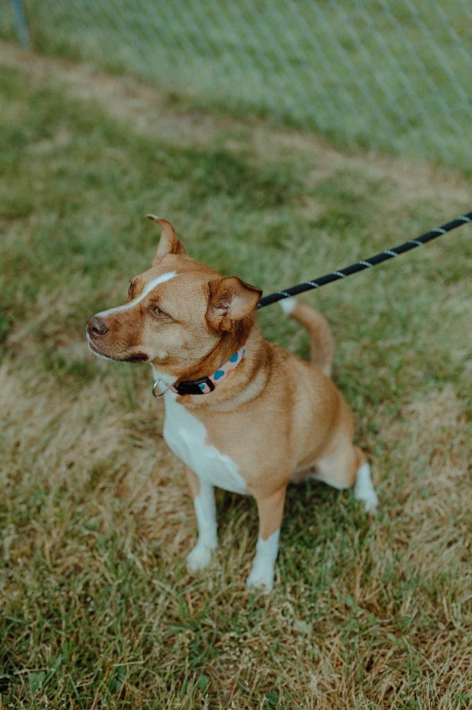 Enlarge Dior, a Adoptable mixed breed in Muskegon, MI image 4/6