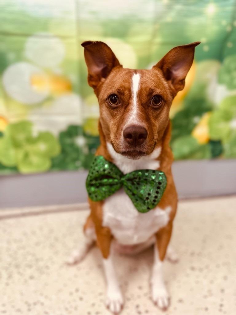 Enlarge Dior, a Adoptable mixed breed in Muskegon, MI image 4/6