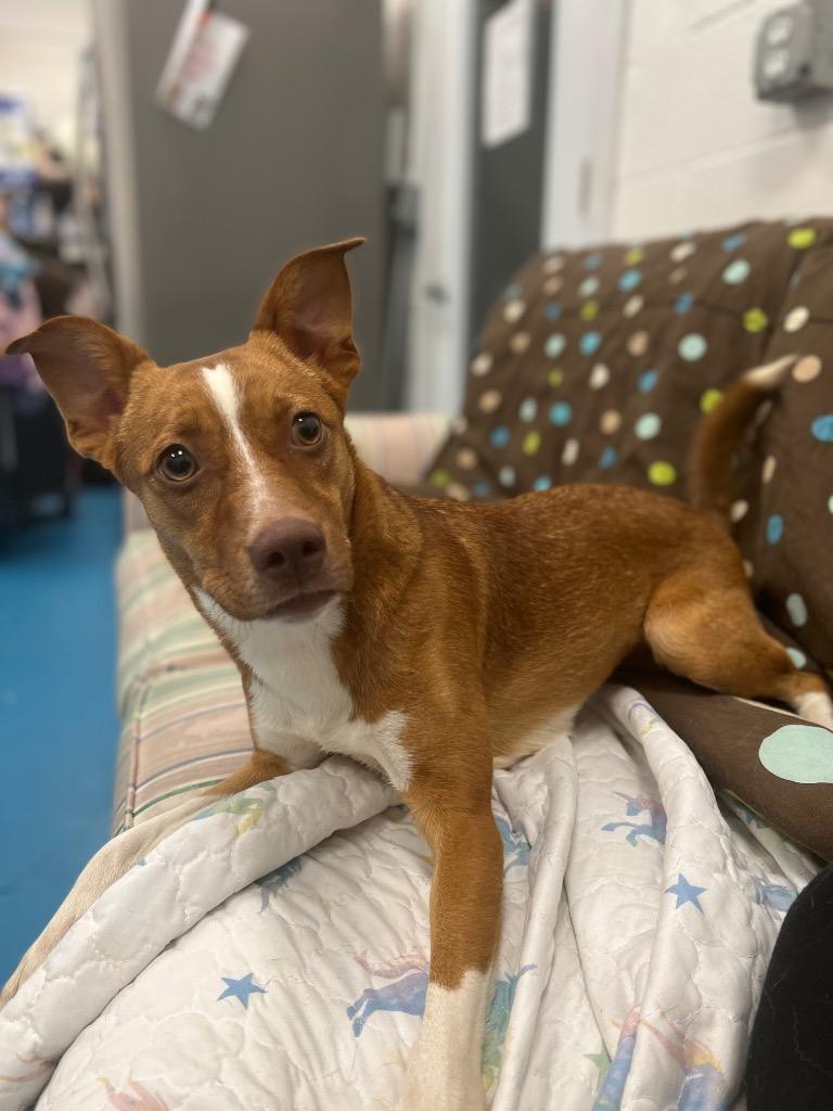 Enlarge Dior, a Adoptable mixed breed in Muskegon, MI image 5/6