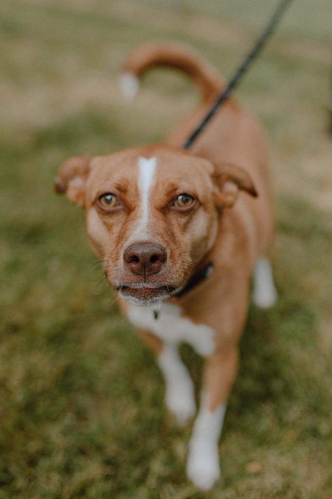 Enlarge Dior, a Adoptable mixed breed in Muskegon, MI image 6/6