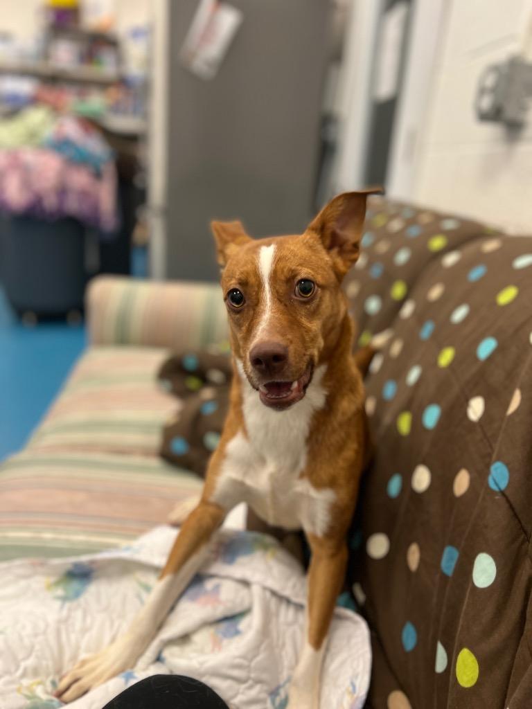 Enlarge Dior, a Adoptable mixed breed in Muskegon, MI image 6/6