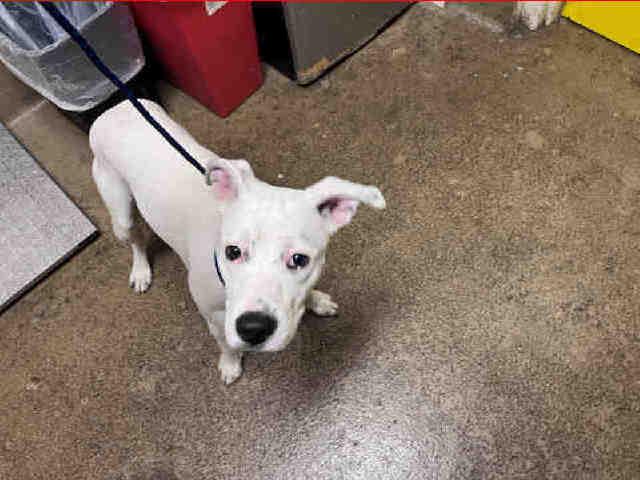 CASPIAN, Adoptable, Young Male Pit Bull Terrier & Mixed Breed.