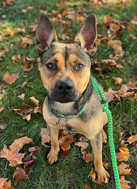 JUNO, Adoptable, Young Female German Shepherd Dog & Mixed Breed.