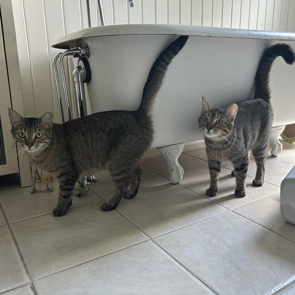 Zeus, Adoptable, Adult Female Domestic Short Hair.