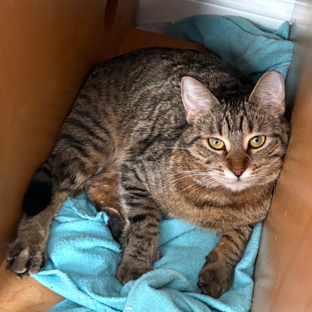 Zeus, a Adoptable Domestic Short Hair in Chaska, MN image 3/6