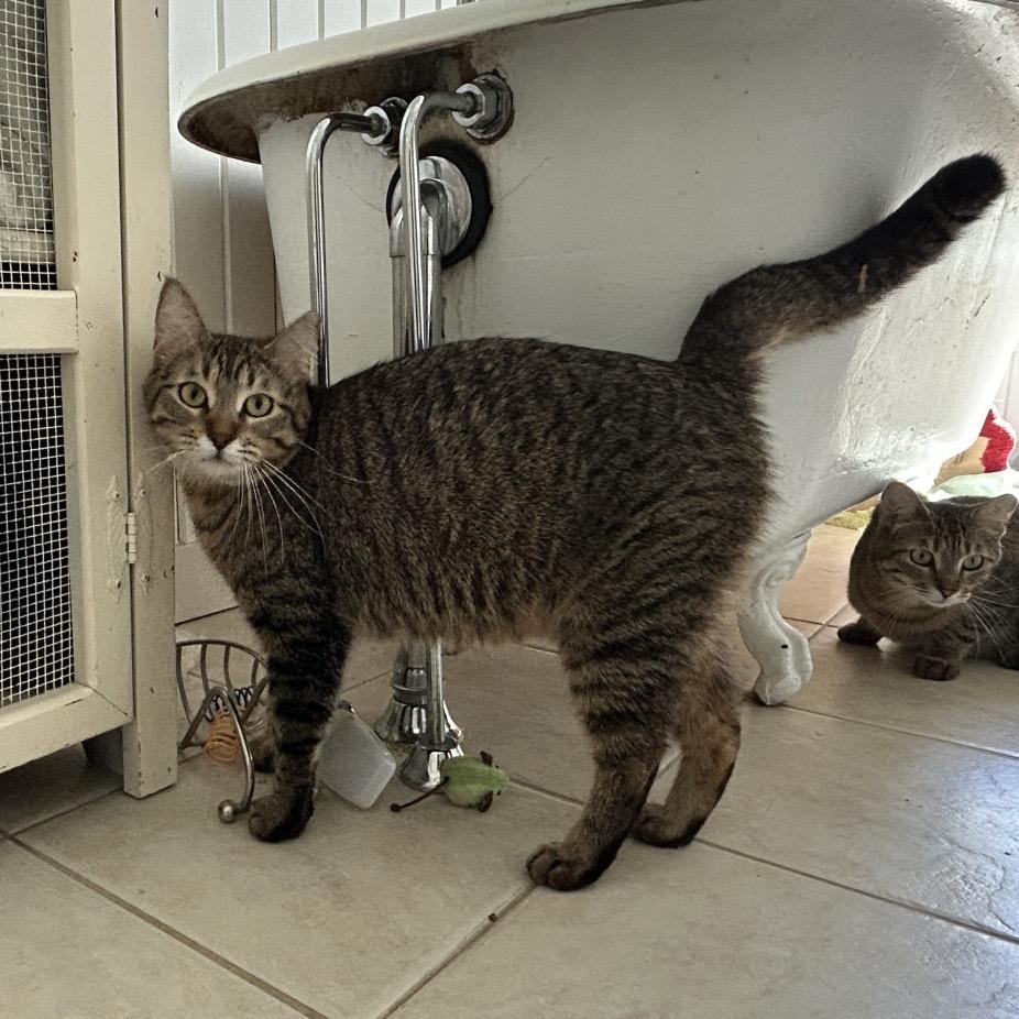 Zeus, a Adoptable Domestic Short Hair in Chaska, MN image 4/6