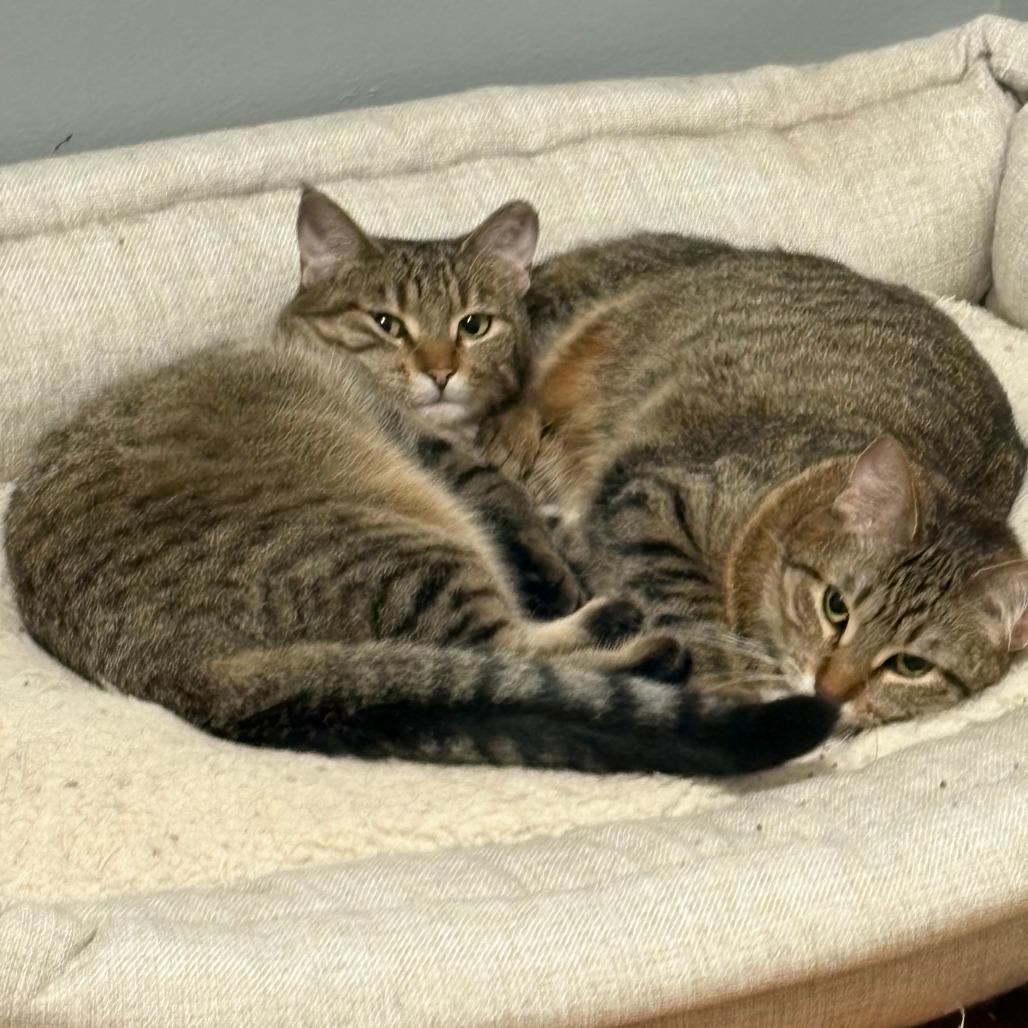 Zeus, a Adoptable Domestic Short Hair in Chaska, MN image 5/6