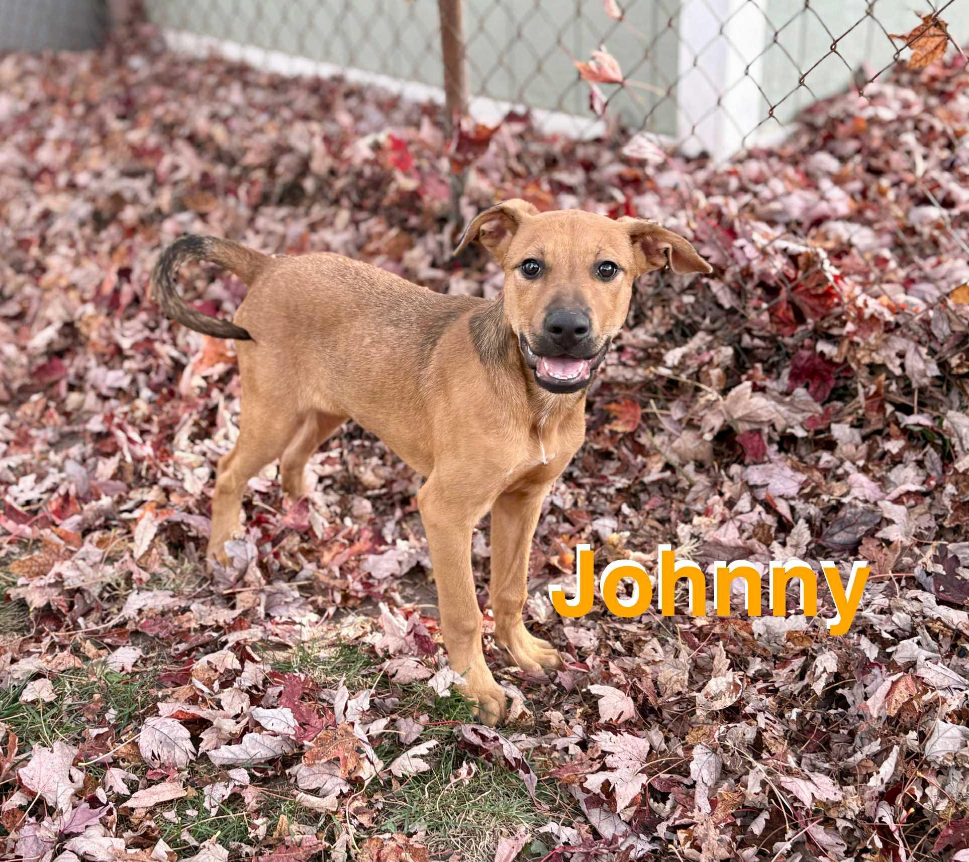 Johhny, a Adoptable mixed breed in New Baltimore, MI image 2/2
