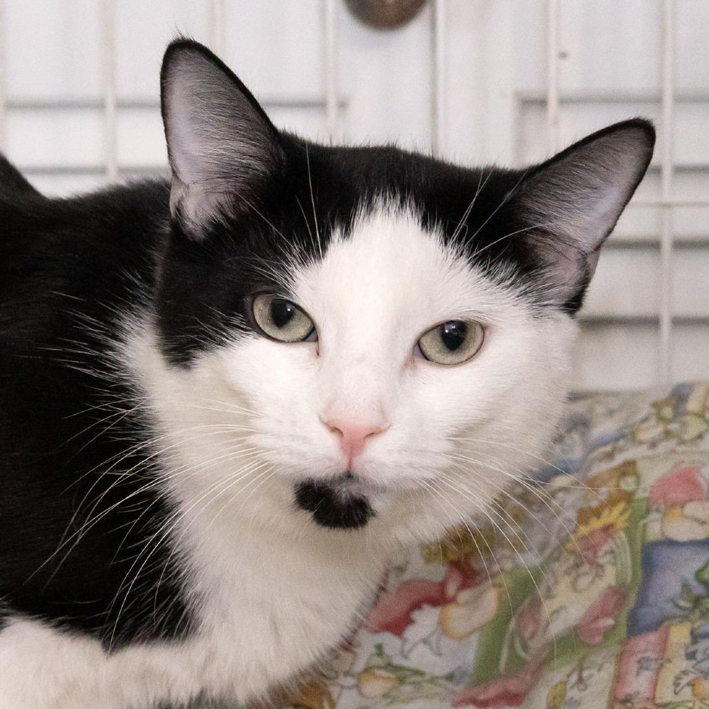 Enlarge Lulu Lasagne, a Adoptable Domestic Short Hair in McKean, PA image 1/4