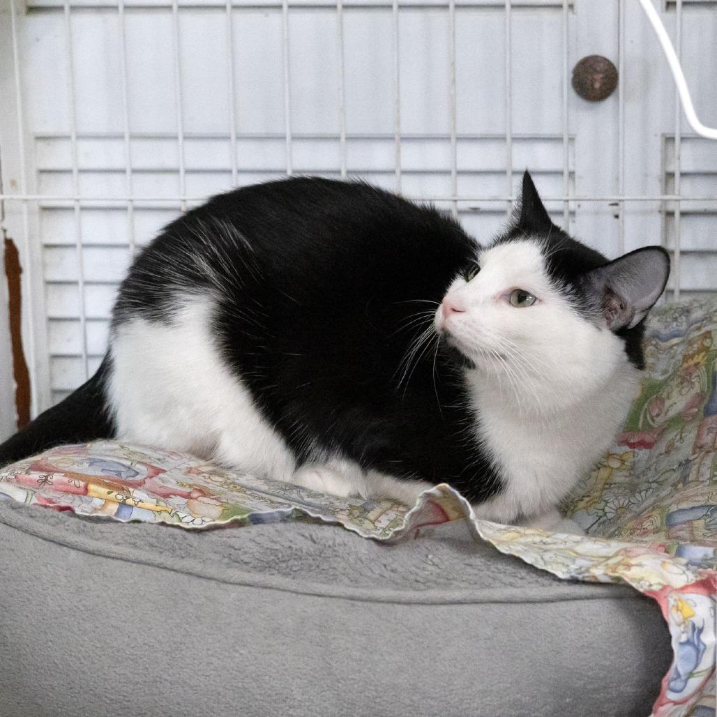 Enlarge Lulu Lasagne, a Adoptable Domestic Short Hair in McKean, PA image 2/4