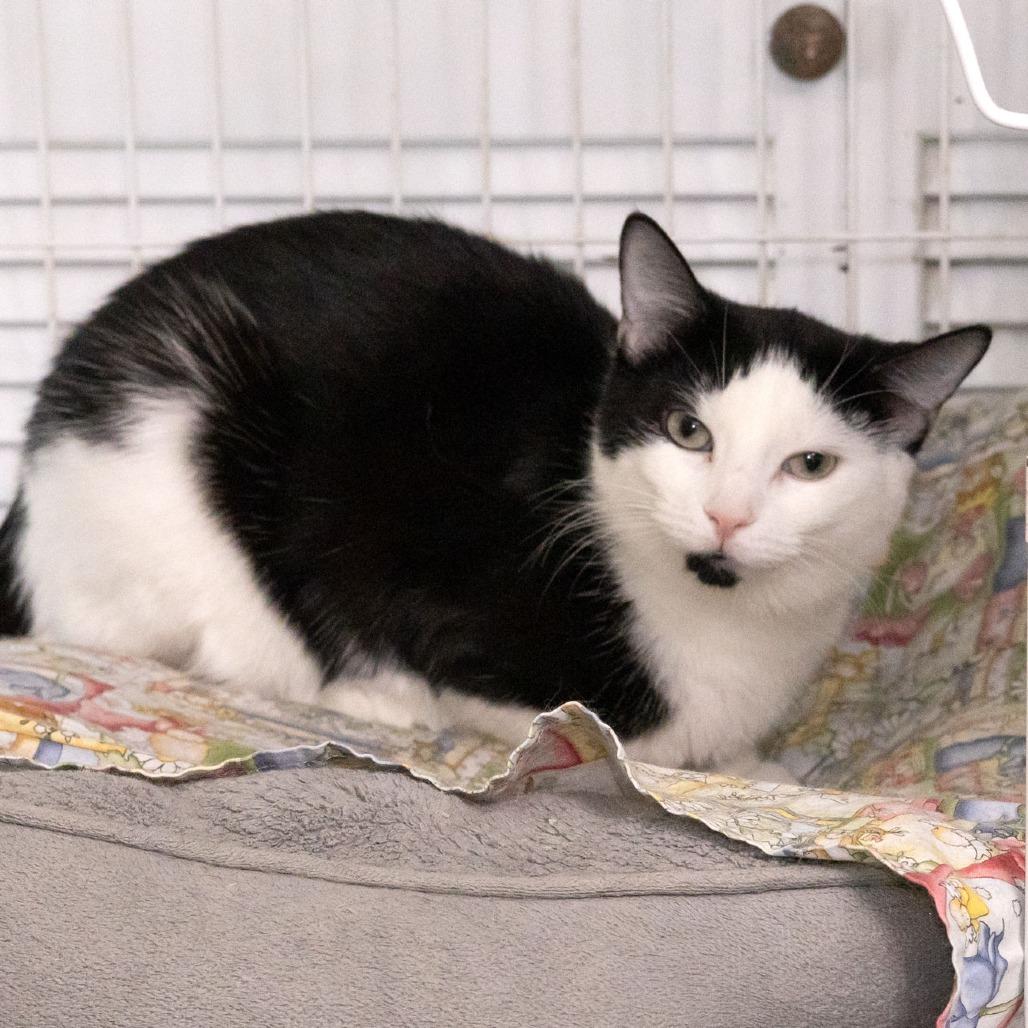 Enlarge Lulu Lasagne, a Adoptable Domestic Short Hair in McKean, PA image 3/4