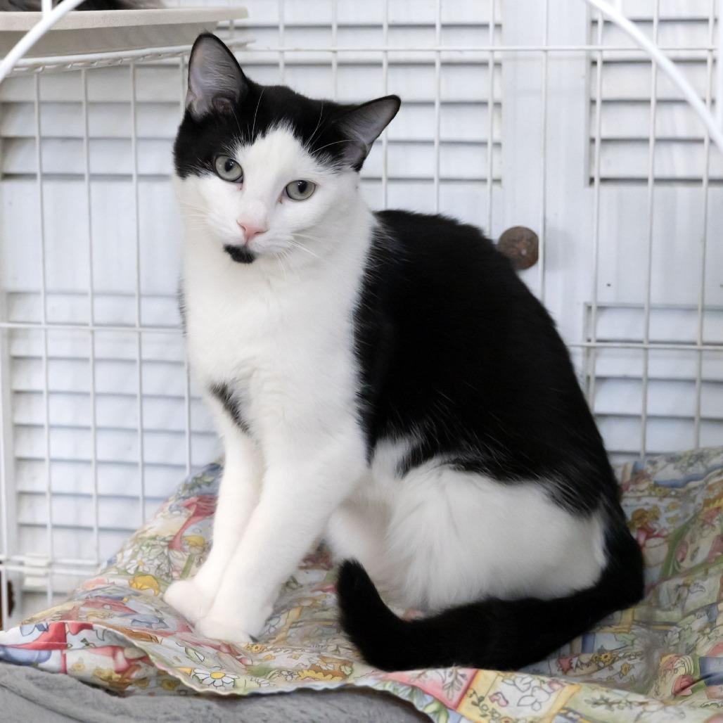 Enlarge Lulu Lasagne, a Adoptable Domestic Short Hair in McKean, PA image 4/4