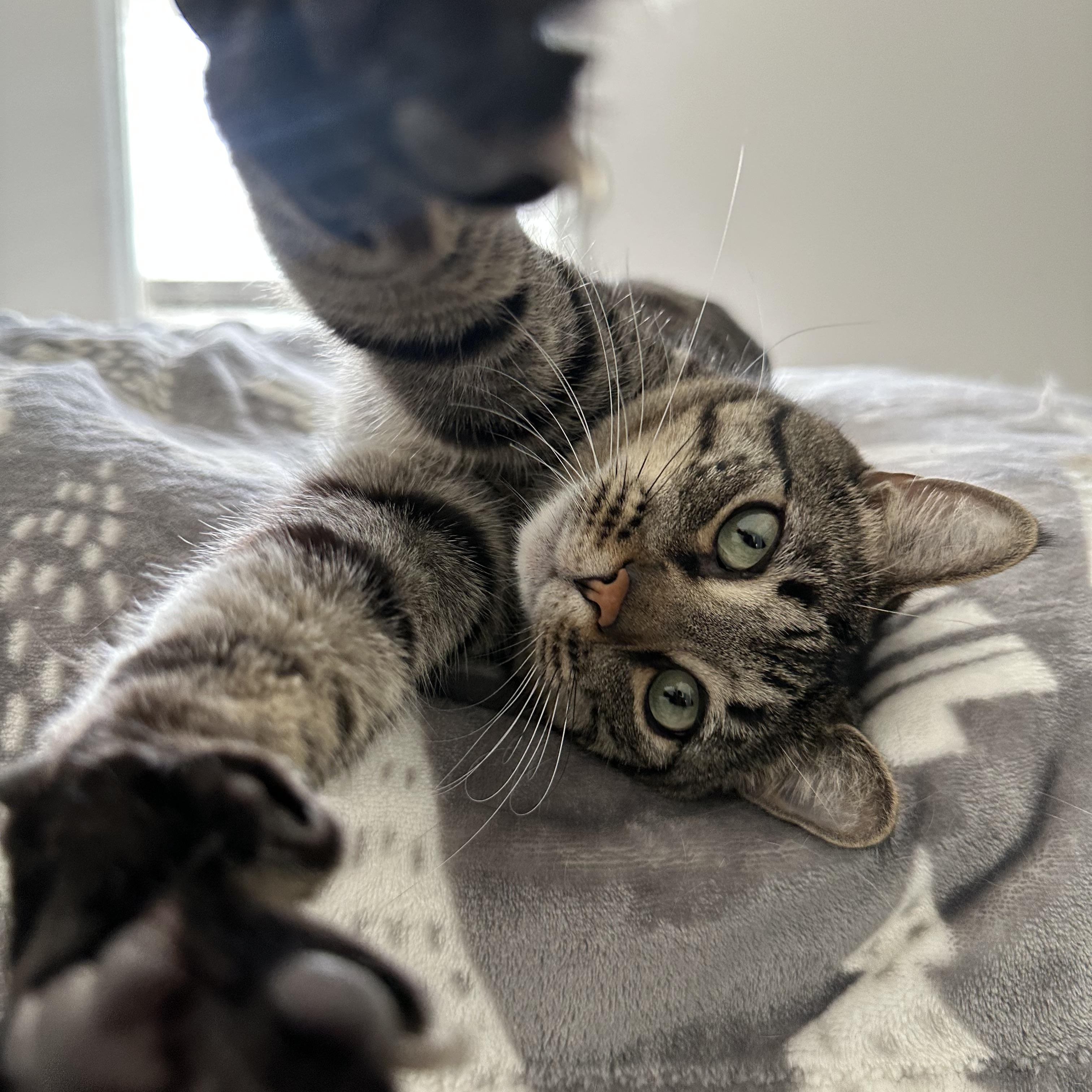 Enlarge Timmy, a Adoptable Domestic Short Hair in Savannah, GA image 4/6