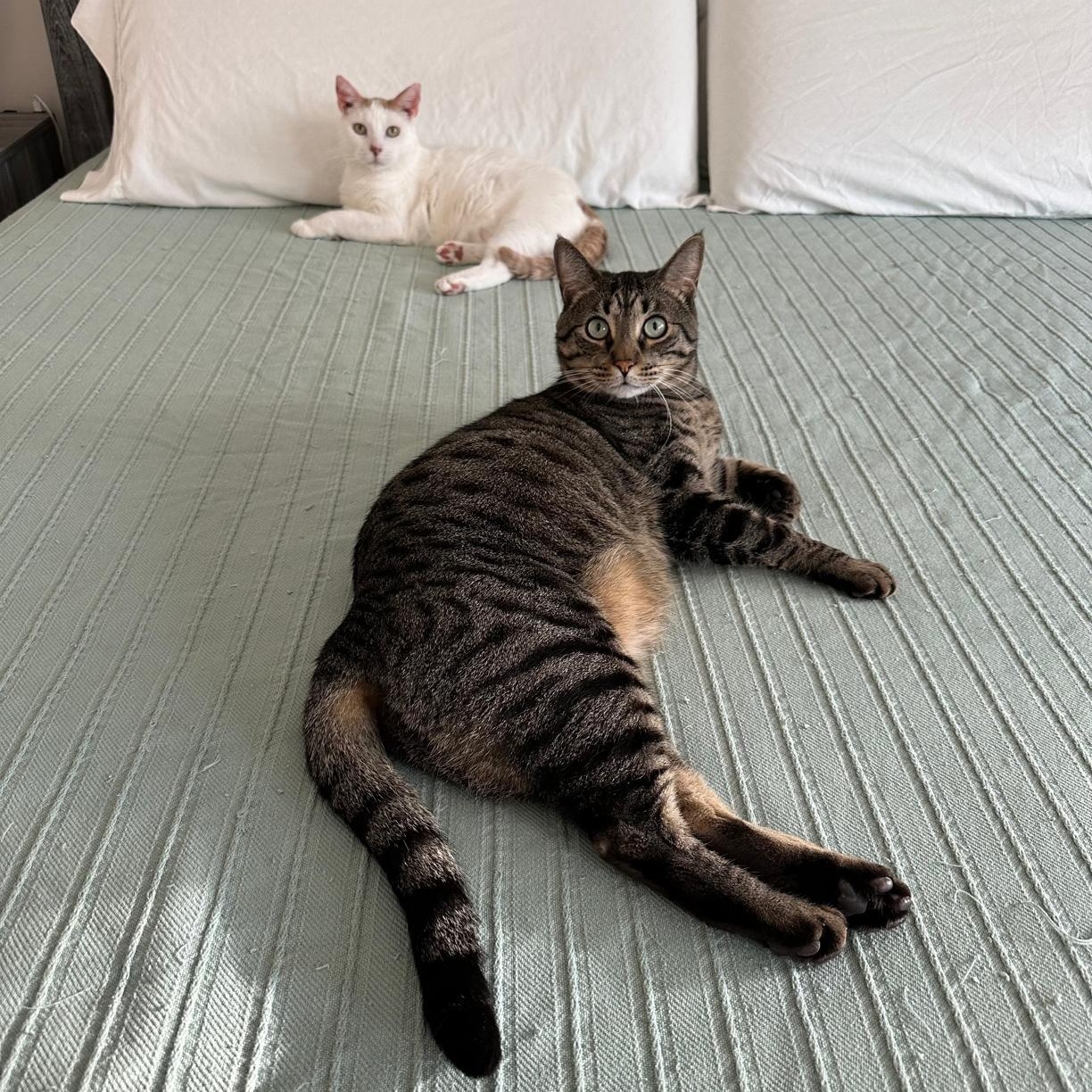 Enlarge Timmy, a Adoptable Domestic Short Hair in Savannah, GA image 5/6