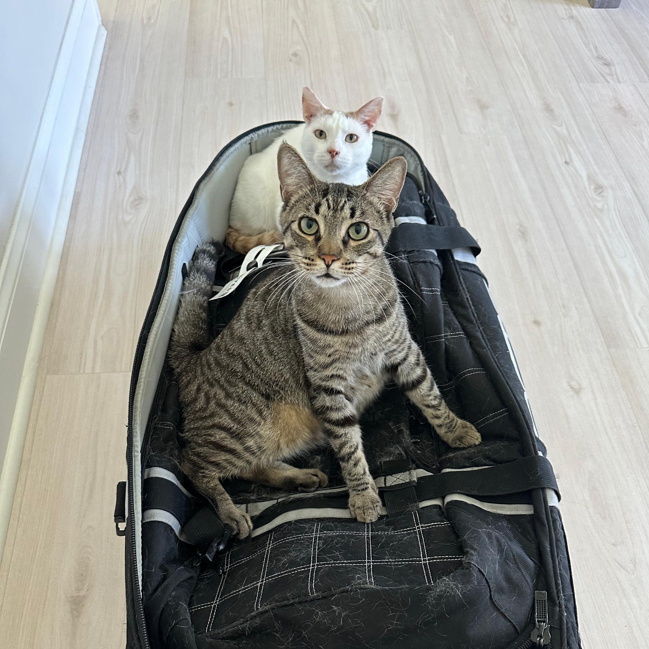 Enlarge Timmy, a Adoptable Domestic Short Hair in Savannah, GA image 6/6