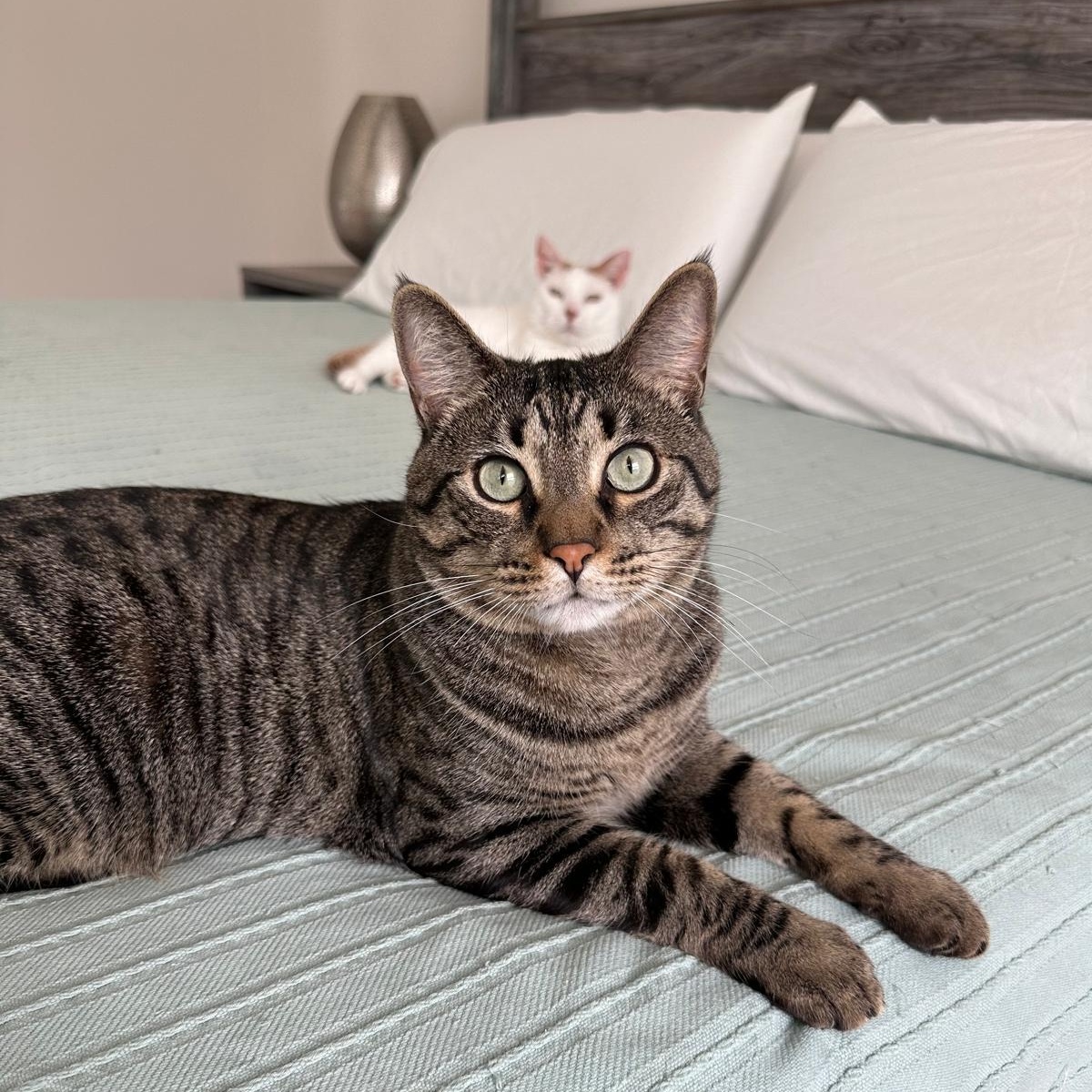 Timmy, Adoptable, Adult Male Domestic Short Hair.