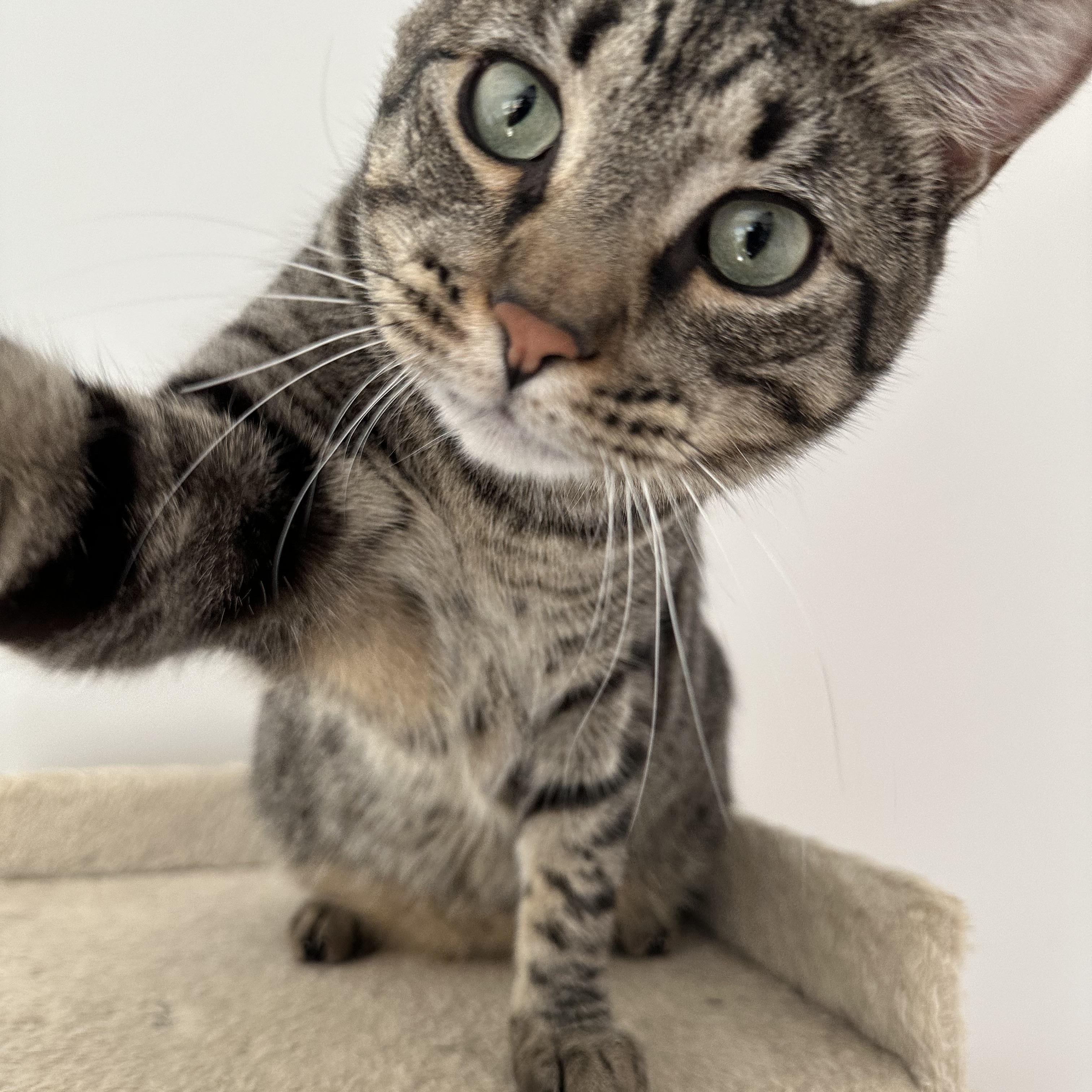 Enlarge Timmy, a Adoptable Domestic Short Hair in Savannah, GA image 3/6