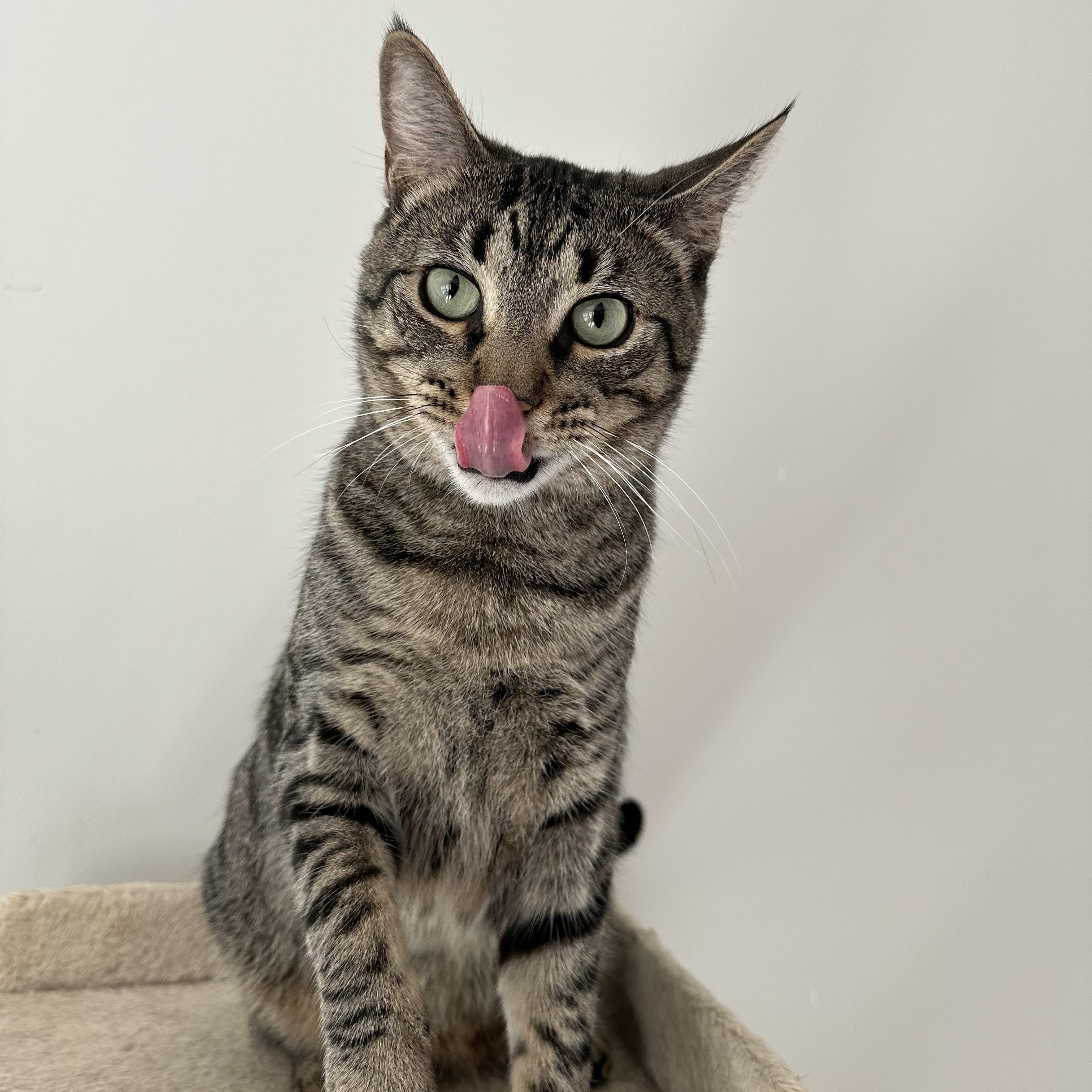 Enlarge Timmy, a Adoptable Domestic Short Hair in Savannah, GA image 2/6