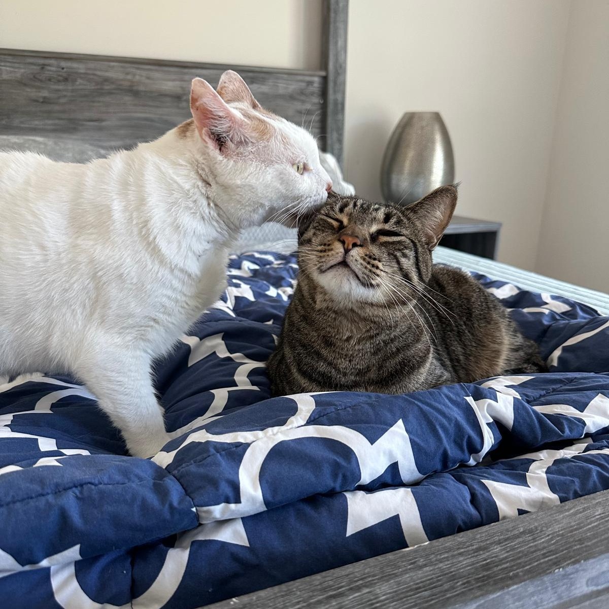 Enlarge Timmy, a Adoptable Domestic Short Hair in Savannah, GA image 6/6