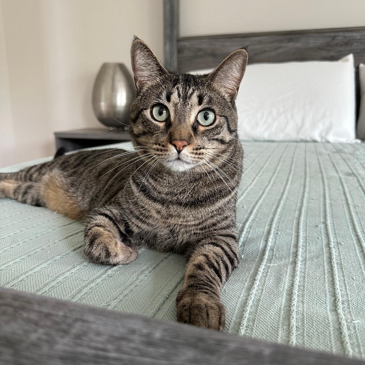 Enlarge Timmy, a Adoptable Domestic Short Hair in Savannah, GA image 2/6