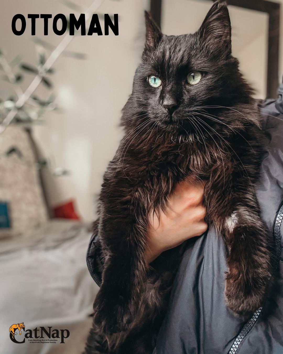 Enlarge Ottoman, a ADOPTABLE Domestic Medium Hair in Nanaimo, BC image 1/3