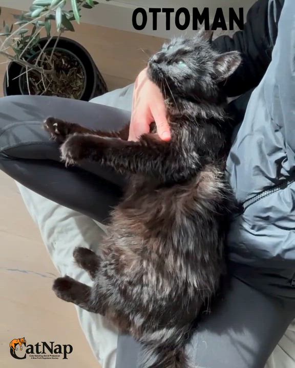 Enlarge Ottoman, a ADOPTABLE Domestic Medium Hair in Nanaimo, BC video 2/3