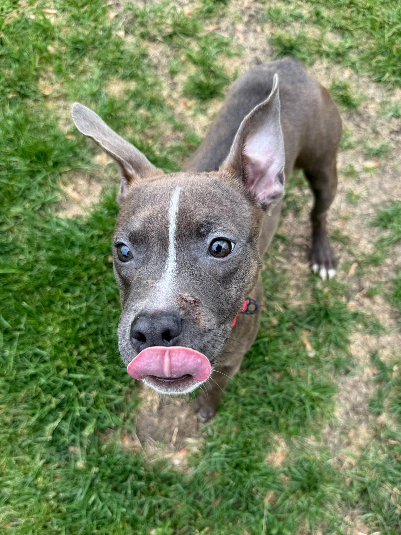 Violet