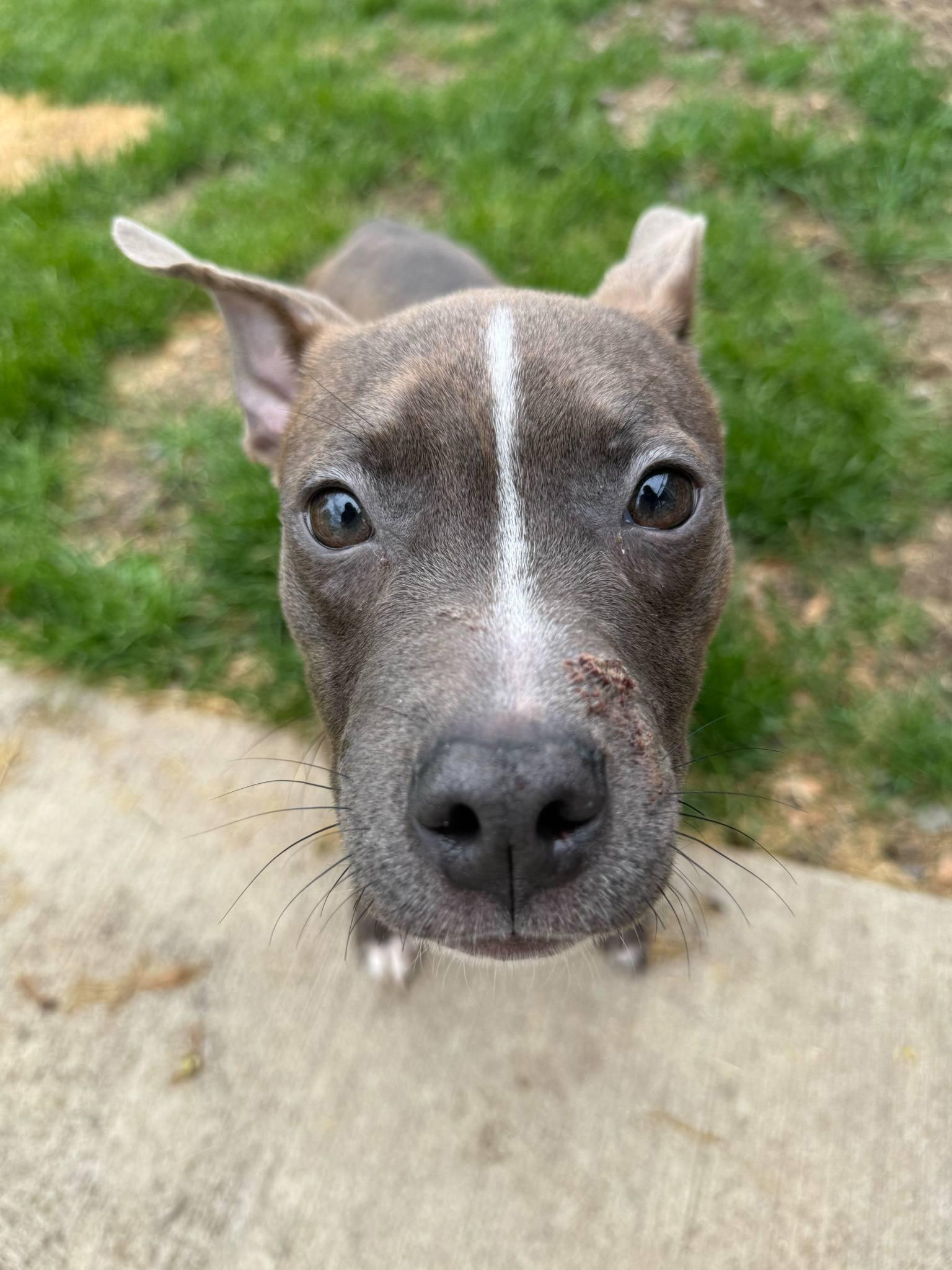 Violet