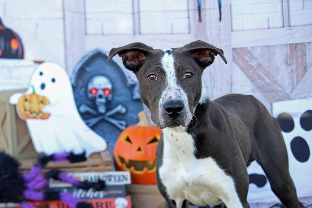 Newt (In a Foster Home), Adoptable, Adult Male Pit Bull Terrier & Whippet.