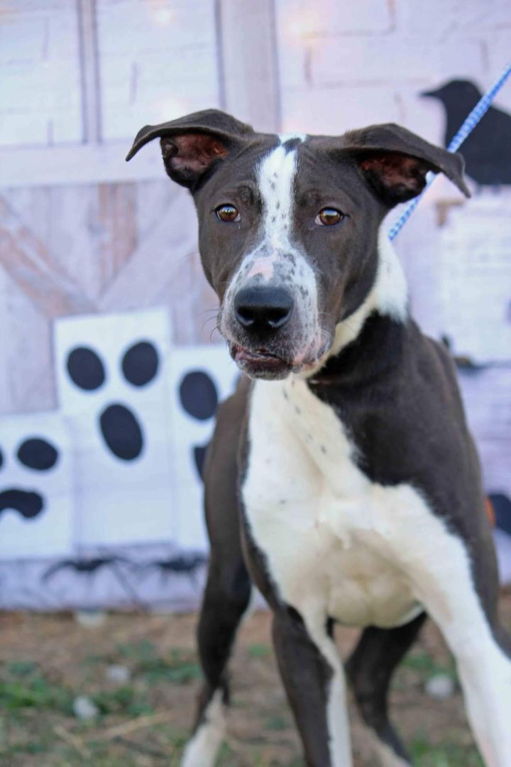 Enlarge Newt (In a Foster Home), a Adoptable mixed breed in Graham, TX image 2/10