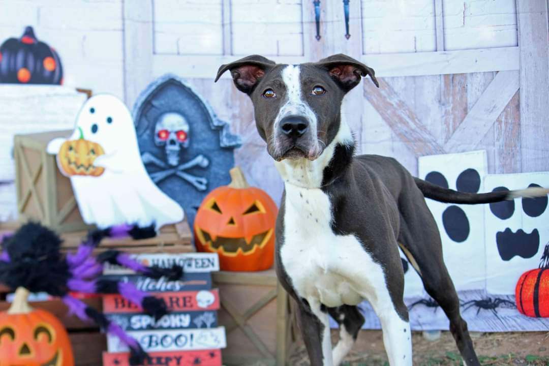Enlarge Newt (In a Foster Home), a Adoptable mixed breed in Graham, TX image 4/10