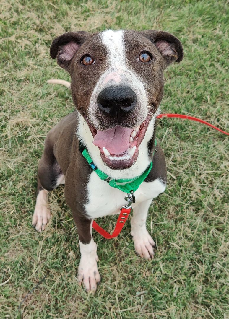 Enlarge Newt (In a Foster Home), a Adoptable mixed breed in Graham, TX image 5/10