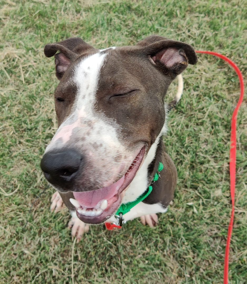 Enlarge Newt (In a Foster Home), a Adoptable mixed breed in Graham, TX image 6/10