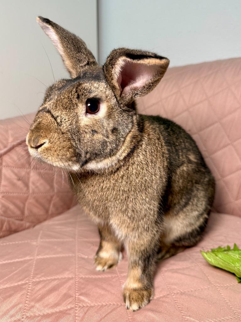 Beach, Adoptable, Young Male Bunny Rabbit.