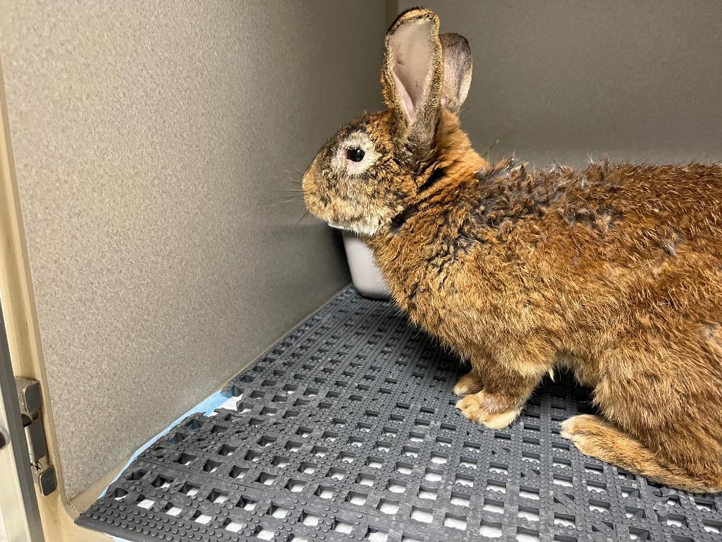 Enlarge Beach, a Adoptable Bunny Rabbit in Pflugerville, TX image 1/1